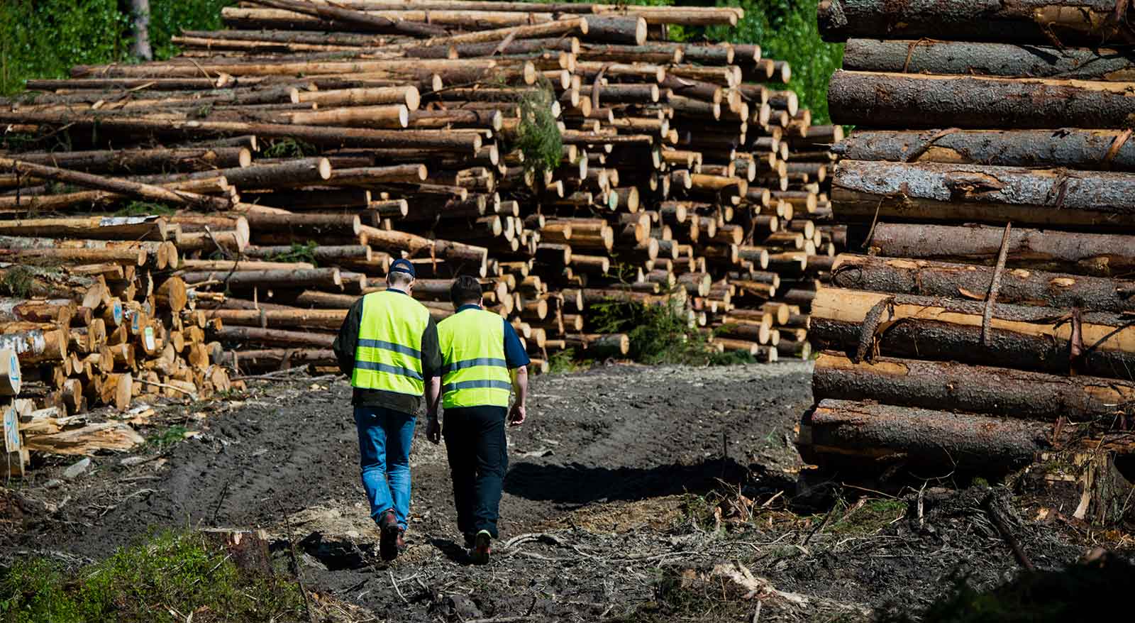 Professional Services Trimble Forestry