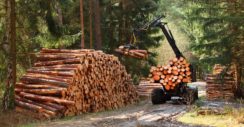 EL FOTOTRAMPEO COMO HERRAMIENTA DE CAMPO PARA ESTUDIOS DE BIODIVERSIDAD –  GreenForest Tienda Forestal